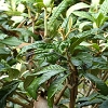 Plants: image 105 Of 116 Thumb